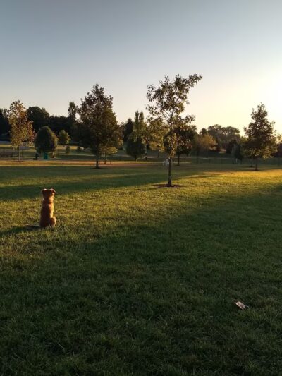 Violet Township Dog Park - Pickerington, OH