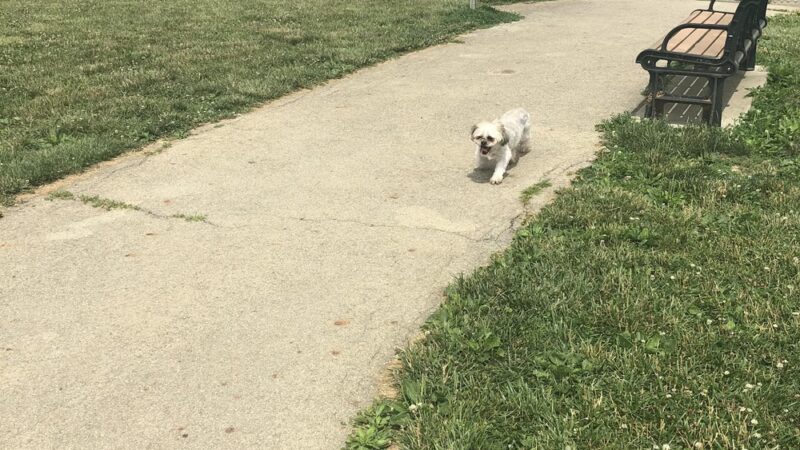 Violet Township Dog Park - Pickerington, OH