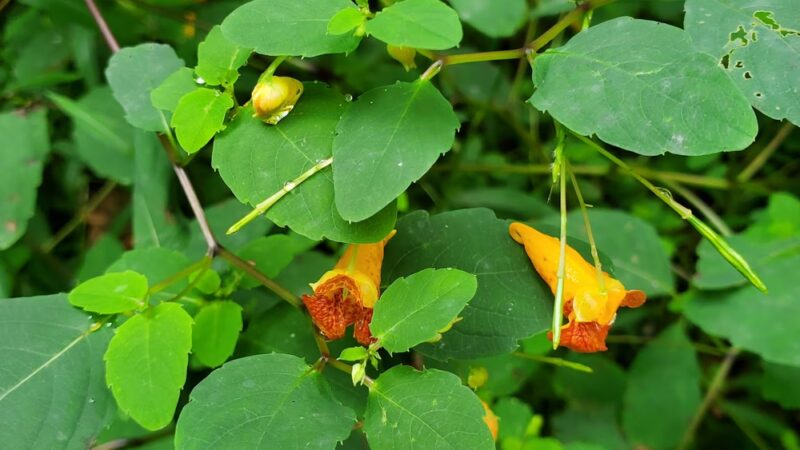 Barnum Rail Trail - Piedmont, WV