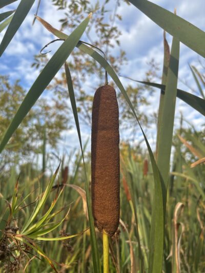 Sudbrook Park - Pikesville, MD