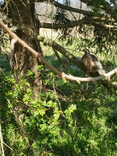 Game Creek Hunting Farms - Pilesgrove, NJ