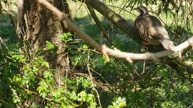 Game Creek Hunting Farms - Pilesgrove, NJ
