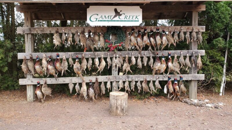 Game Creek Hunting Farms - Pilesgrove, NJ