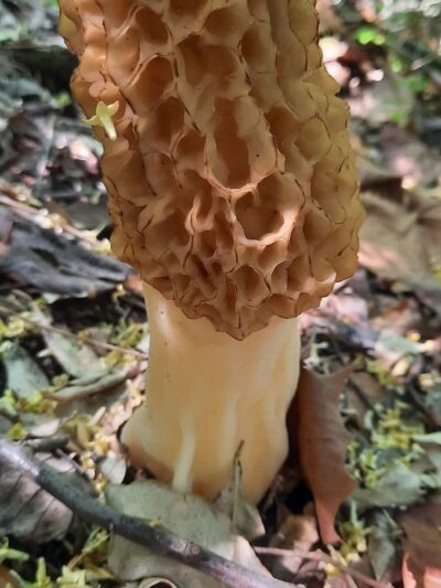 Pyramid State Recreation Area - Pinckneyville, IL