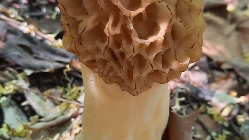 Pyramid State Recreation Area - Pinckneyville, IL