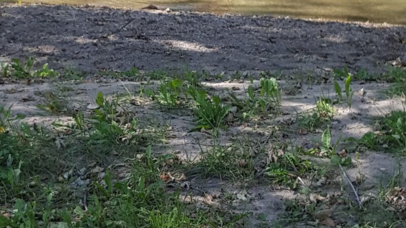 Collins Park - Pine Island, MN