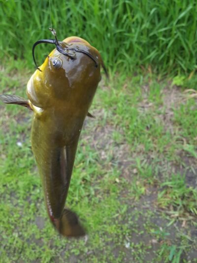 Nature Preserve Park - Pine Island, MN
