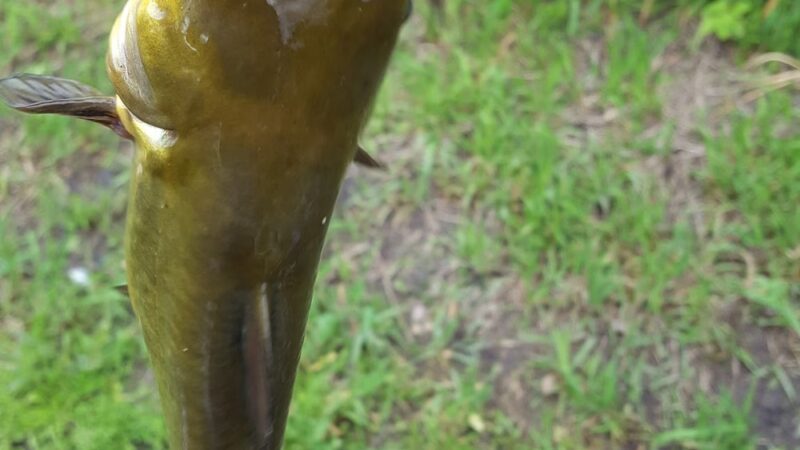 Nature Preserve Park - Pine Island, MN