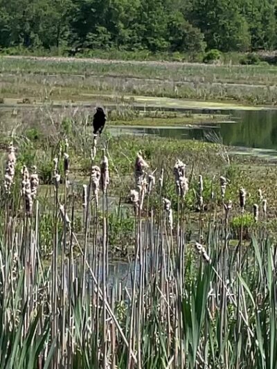 Liberty Loop Trail - Pine Island, NY