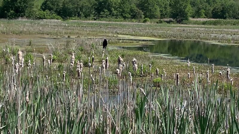 Liberty Loop Trail - Pine Island, NY