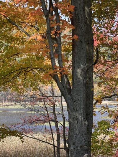 Thompson Pond Preserve Parking Area - Pine Plains, NY