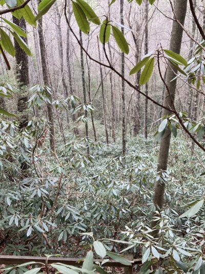 Hidden Arch - Pine Ridge, KY
