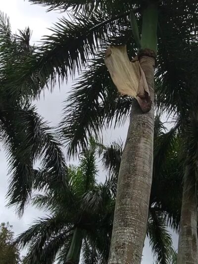 Pawcrest Park - Pinecrest, FL