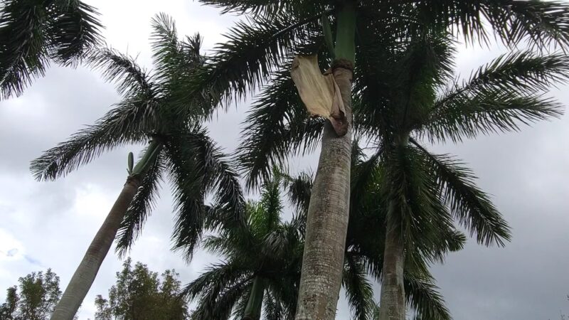 Pawcrest Park - Pinecrest, FL
