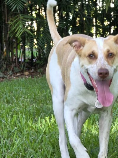 Pawcrest Park - Pinecrest, FL