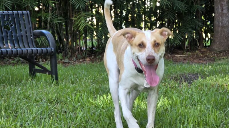 Pawcrest Park - Pinecrest, FL