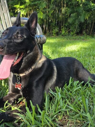 Pawcrest Park - Pinecrest, FL