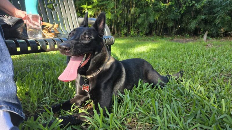 Pawcrest Park - Pinecrest, FL