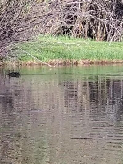 Boyd Skinner Park - Pinedale, WY