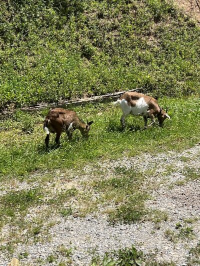 Daisy’s Farm and Campground - Pineville, KY