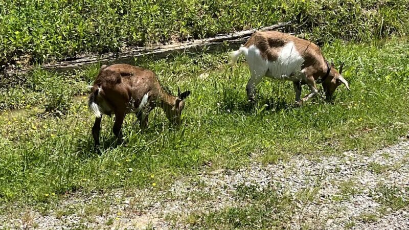 Daisy’s Farm and Campground - Pineville, KY