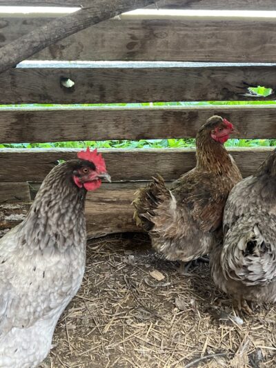 Daisy’s Farm and Campground - Pineville, KY