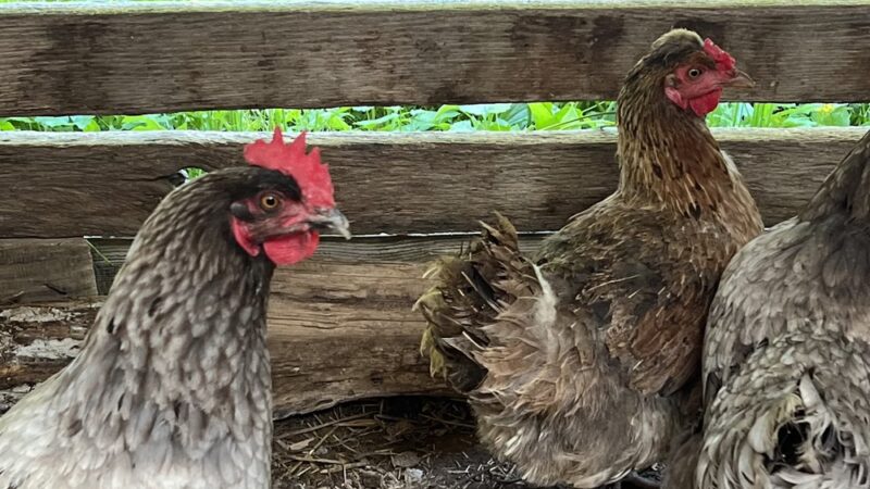 Daisy’s Farm and Campground - Pineville, KY
