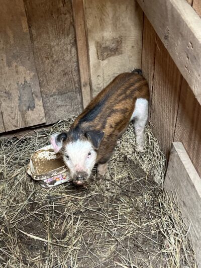 Daisy’s Farm and Campground - Pineville, KY