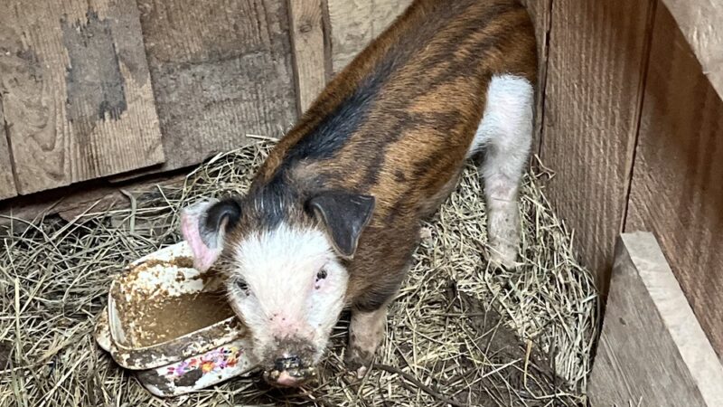 Daisy’s Farm and Campground - Pineville, KY