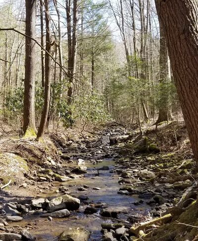 Kentucky Ridge State Forest - Pineville, KY