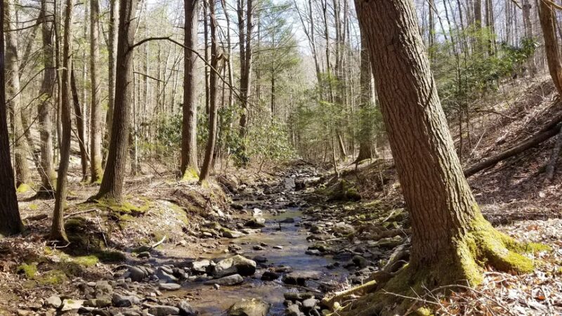 Kentucky Ridge State Forest - Pineville, KY