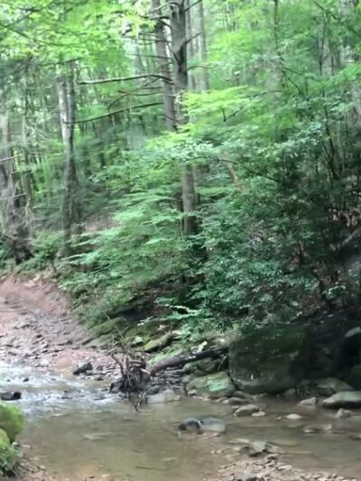 Kentucky Ridge State Forest - Pineville, KY