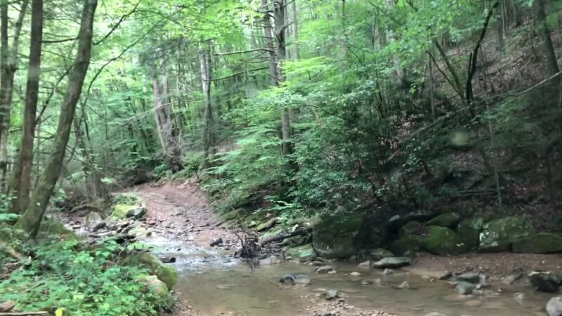 Kentucky Ridge State Forest - Pineville, KY