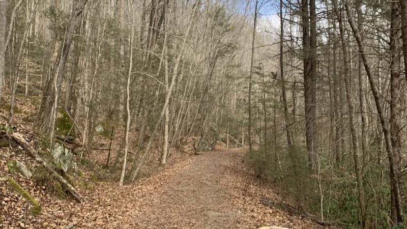 Kentucky Ridge State Forest - Pineville, KY