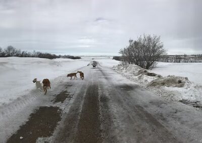 Pampered Paws - Pingree, ND