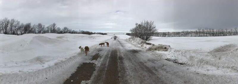 Pampered Paws - Pingree, ND