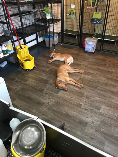 Pampered Paws - Pingree, ND