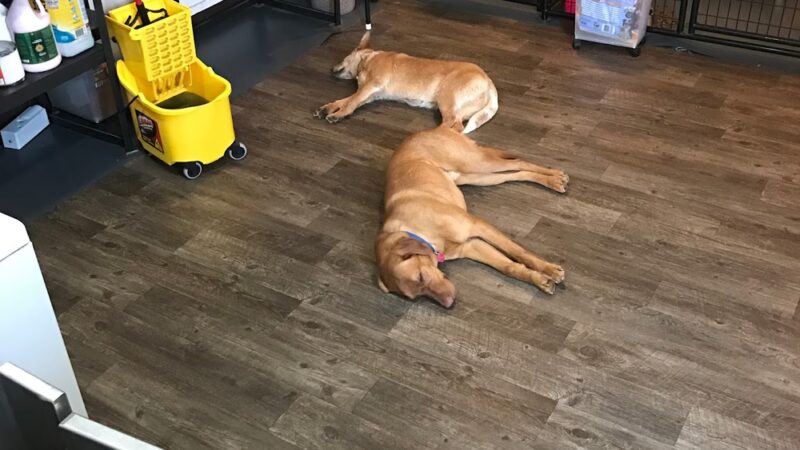 Pampered Paws - Pingree, ND