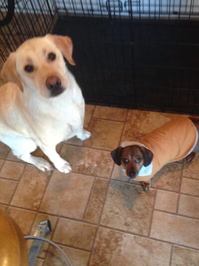 Pampered Paws - Pingree, ND
