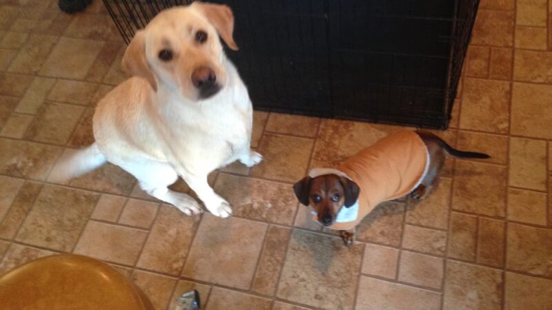 Pampered Paws - Pingree, ND