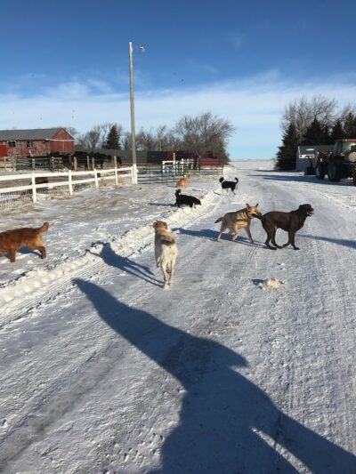 Pampered Paws - Pingree, ND