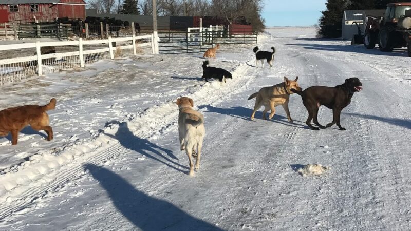 Pampered Paws - Pingree, ND