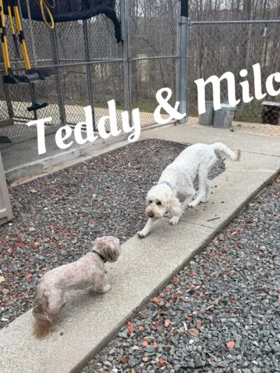 Kritter Kamp - Pinnacle, NC