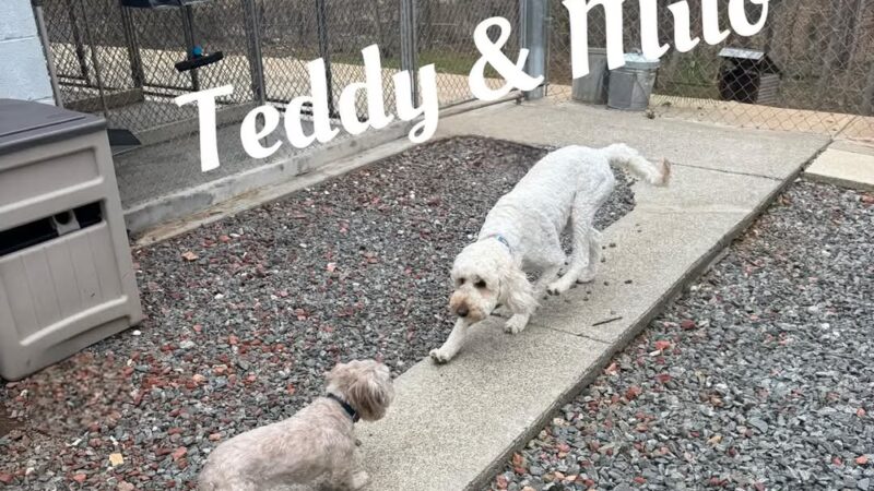 Kritter Kamp - Pinnacle, NC