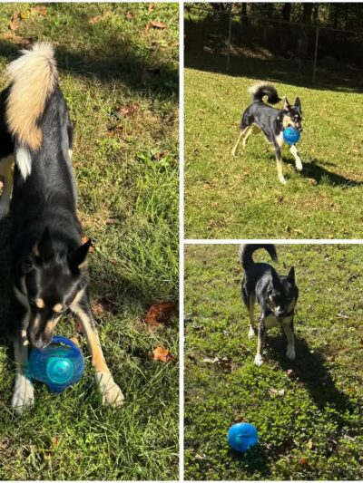 Kritter Kamp - Pinnacle, NC