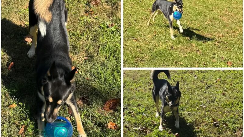 Kritter Kamp - Pinnacle, NC