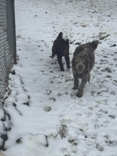 Kritter Kamp - Pinnacle, NC