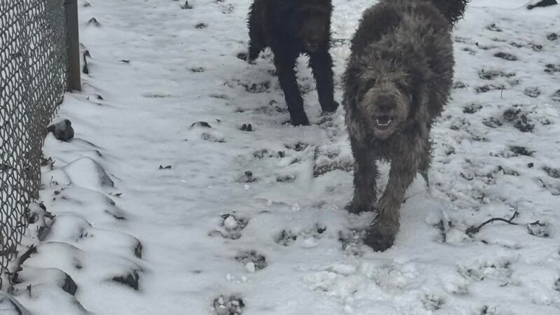 Kritter Kamp - Pinnacle, NC