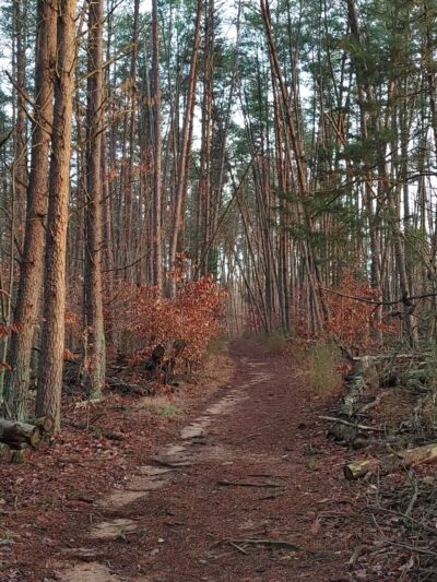Pilot Mountain State Park - Corridor Trail - Pinnacle, NC