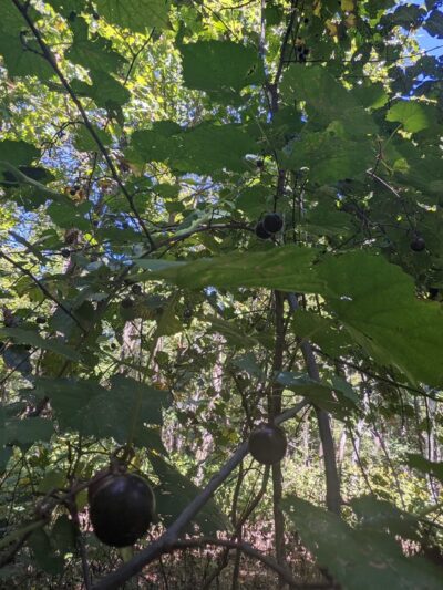 Pilot Mountain State Park - Corridor Trail - Pinnacle, NC